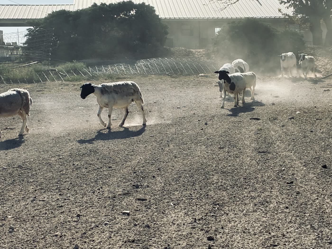 Sheep walking through dust in a pen