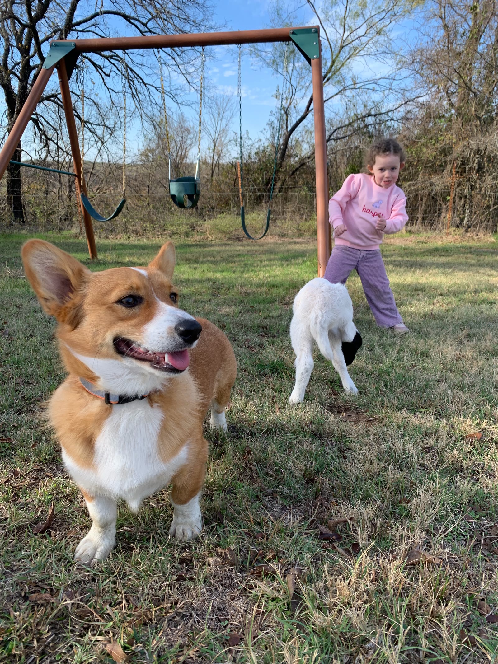 A dog, a lamb, and a girl by a swing