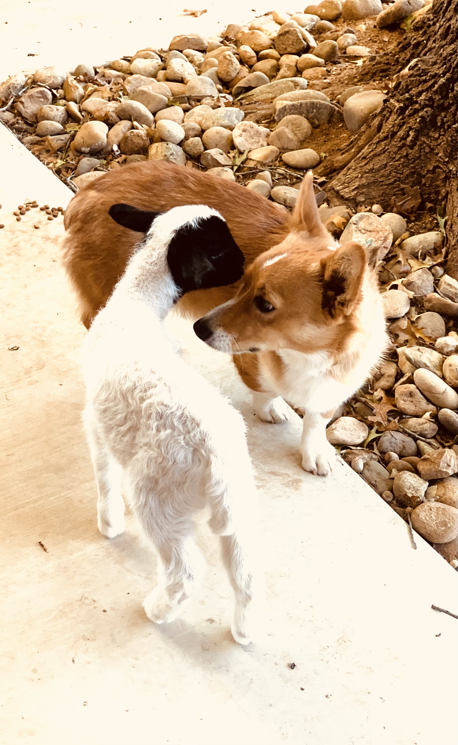 A lamb and a dog nose to nose
