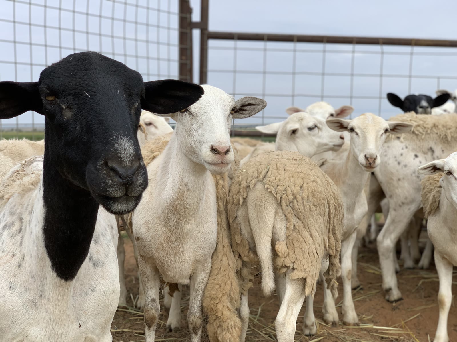 A flock of sheep in a pen