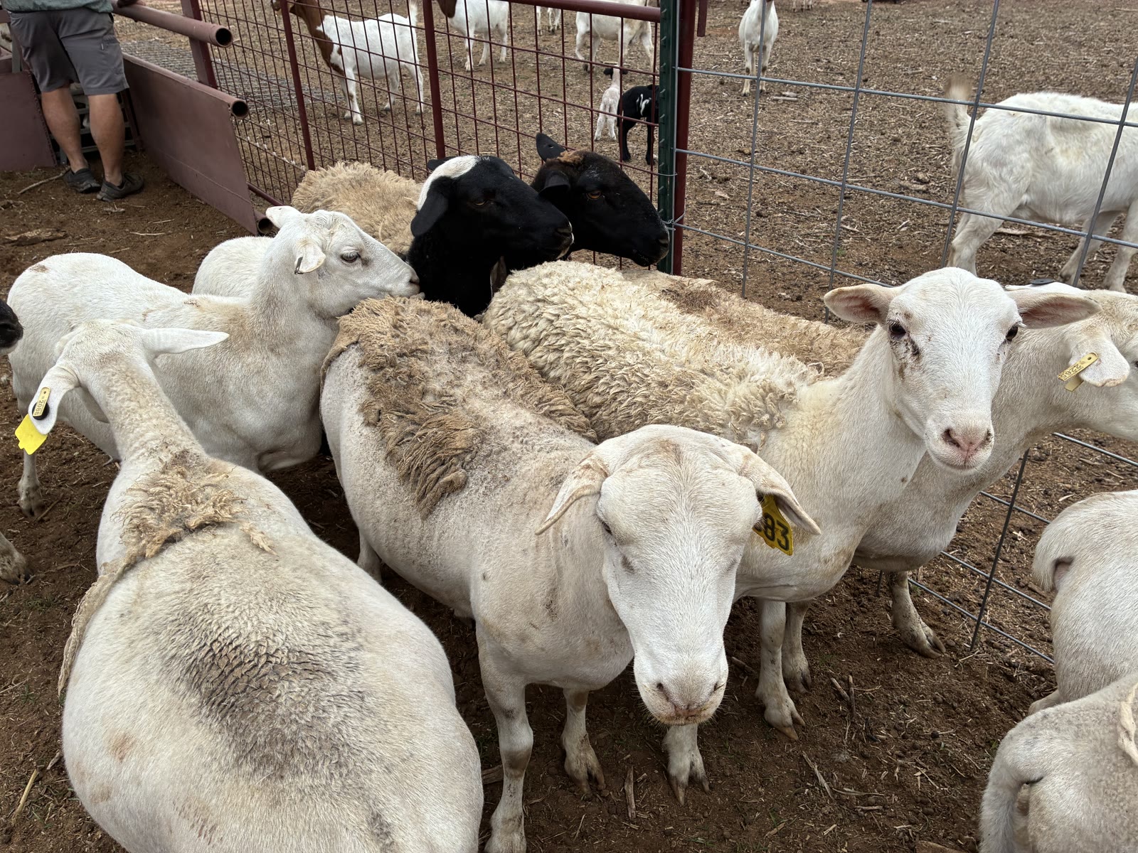 Sheep crowded at a pen gate, with goats behind the fence