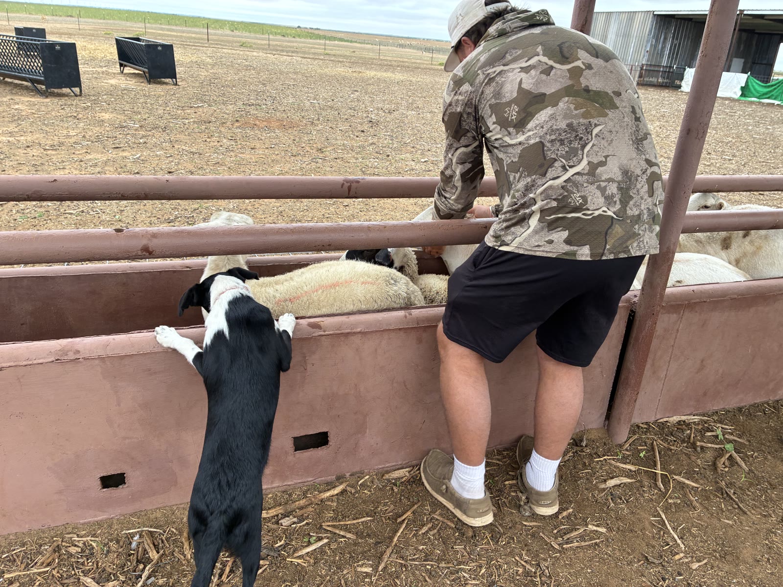 A man and a black-and-white dog with sheep at a pen