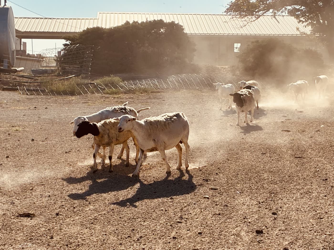 A flock of sheep in dust by a barn