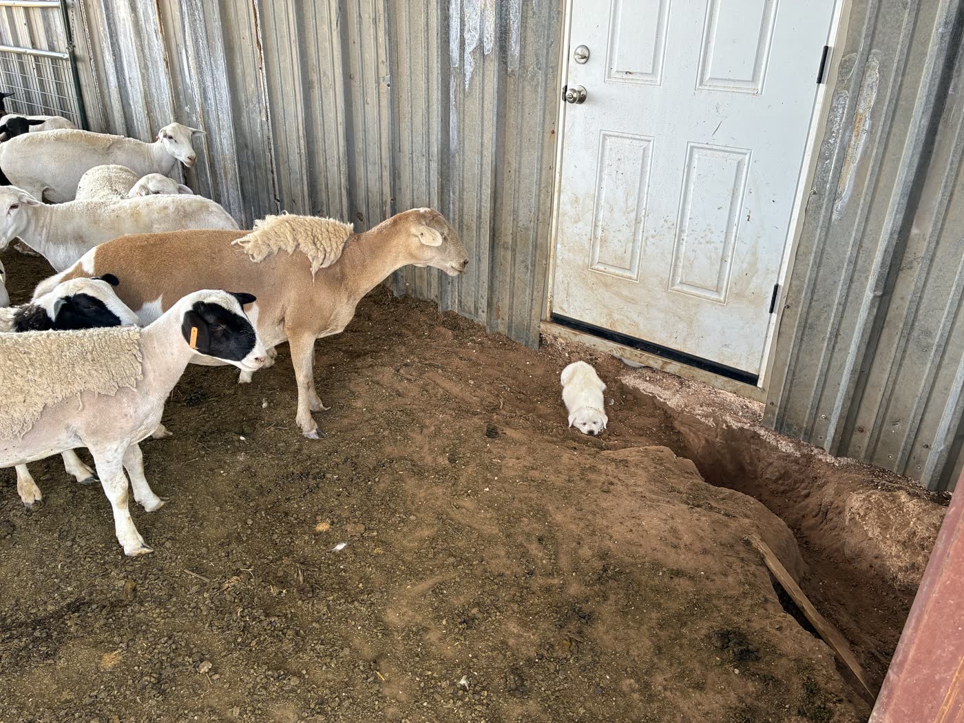 Sheep and a small white puppy by a barn door