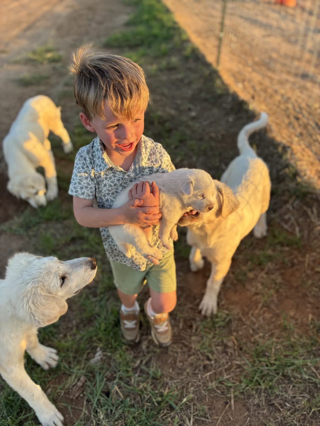 A boy holding a white puppy, with other dogs nearby