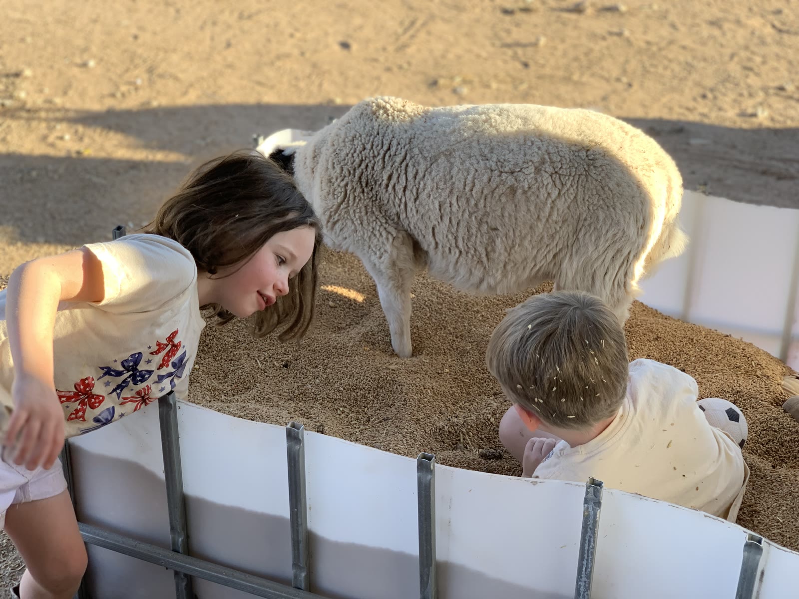 A girl and a boy with a sheep in a feed bin